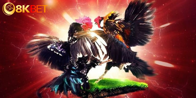 Các hình thức chơi gà đá trực tuyến hiện nay