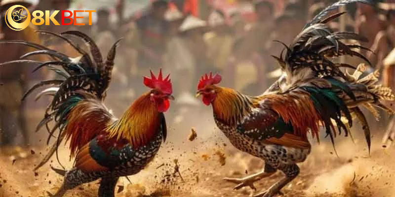 Đá gà 8KBET sở hữu nhiều thế mạnh
