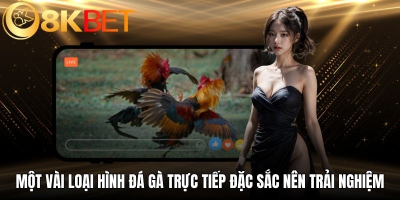Một vài loại hình đá gà trực tiếp đặc sắc nên trải nghiệm
