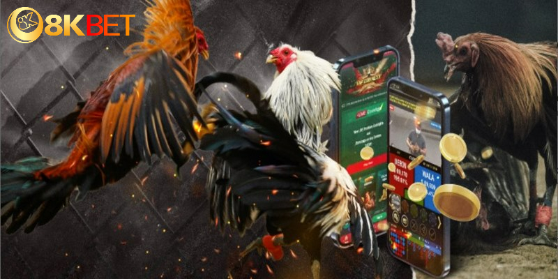 Giới thiệu tổng quan về chuyên mục đá gà 8KBET